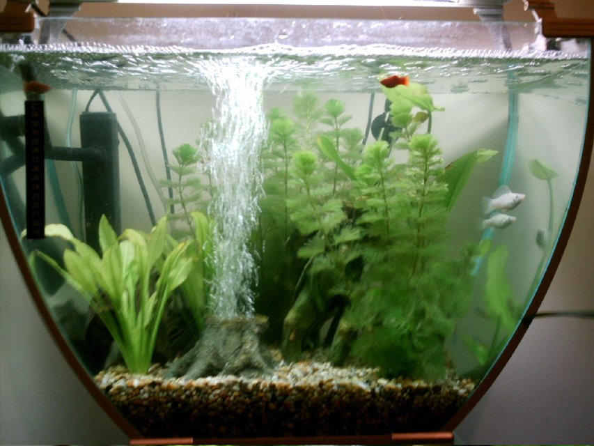 Rated #231: 16 Gallons Freshwater Fish Tank - My 1st tank....Please rate :-)