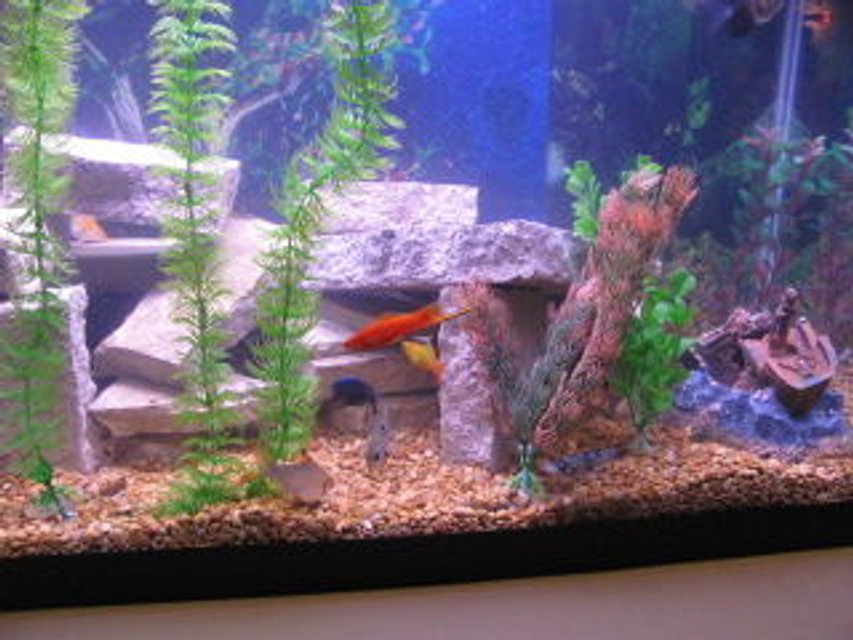 Rated #229: 29 Gallons Freshwater Fish Tank - my tank layout