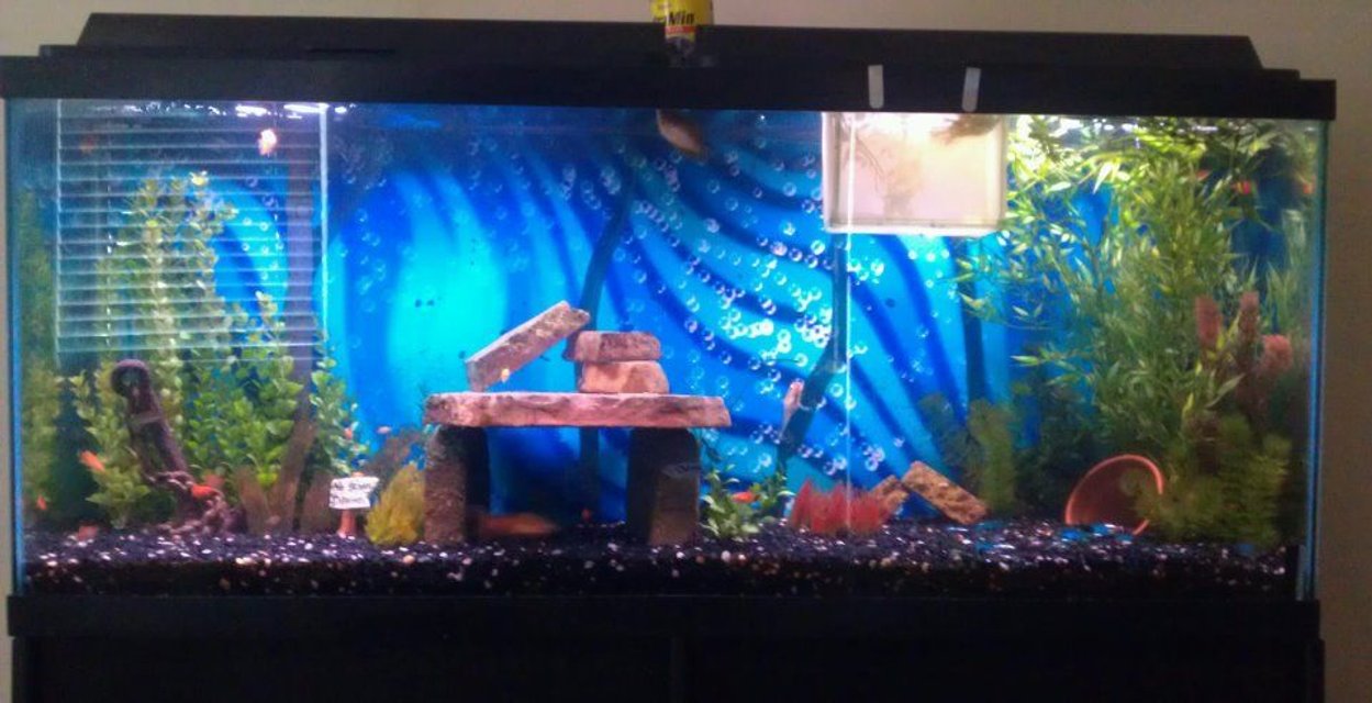 Rated #2759: 55 Gallons Freshwater Fish Tank - 55 gal