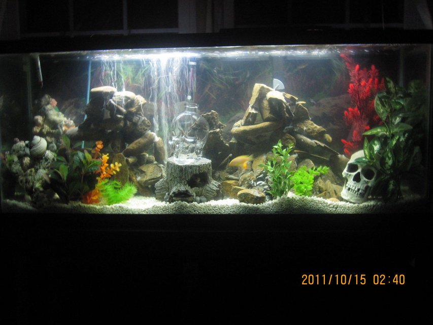 Rated #1221: 65 Gallons Freshwater Fish Tank - my first African Cichlid setup. 
the rock structures were made using slate and aquarium silicone to hold them together.