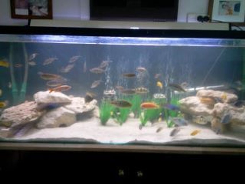 Rated #2169: 180 Gallons Freshwater Fish Tank - 156x65x65, coral sand, limestone, fake plants, bubble wand, 2x cannister filters eheim 2215 and aqua one 1000,
