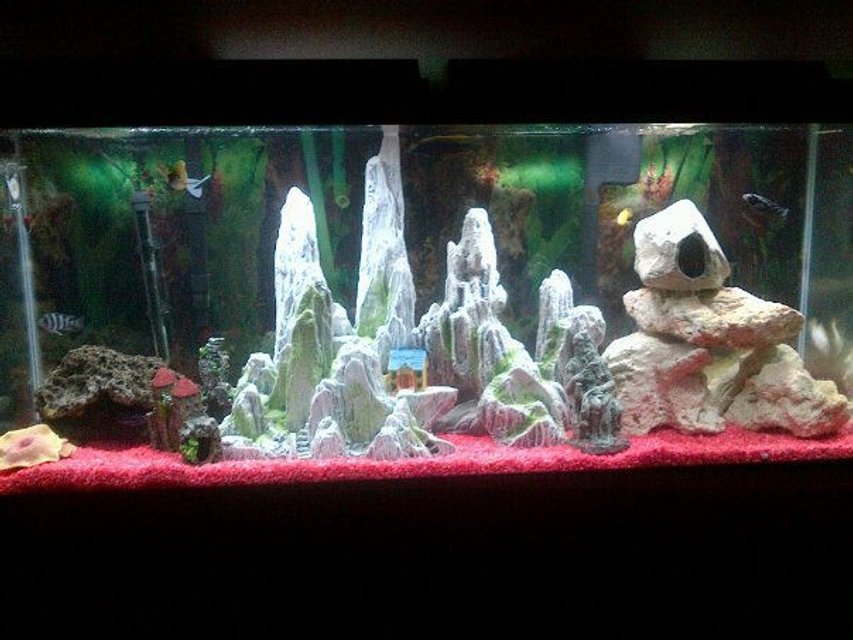 Rated #1299: 55 Gallons Freshwater Fish Tank - Latest setup for the tank. Added more levels and rocks for the fish to enjoy. (sorry for the bad quality photo)