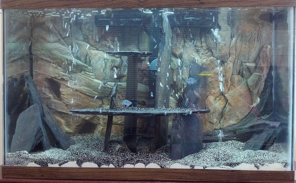 Rated #2937: 90 Gallons Freshwater Fish Tank - 30 Gallon Lake Malawi Cichlid Tank. Cant see the rustys and convicts. They are too small and blend in.