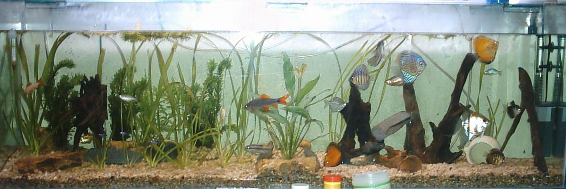 Rated #3930: 200 Gallons Freshwater Fish Tank - mi pecera ..hace unos meses...