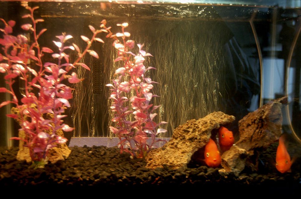 Rated #3666: 10 Gallons Freshwater Fish Tank - Kids, 10 Gallon