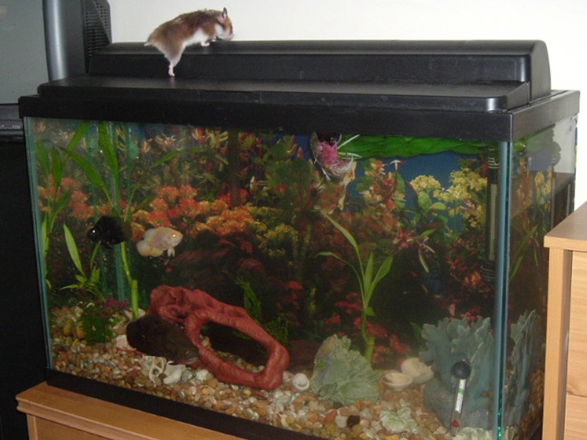 Rated #3644: 29 Gallons Freshwater Fish Tank - Cichlids vs planted tanks round 1