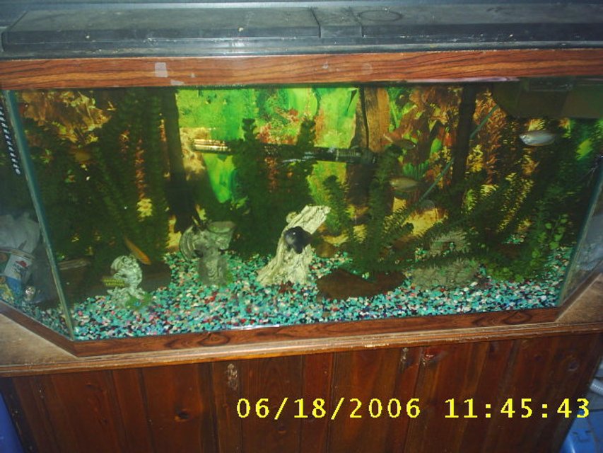 Rated #4133: 60 Gallons Freshwater Fish Tank - one of my fish tanks