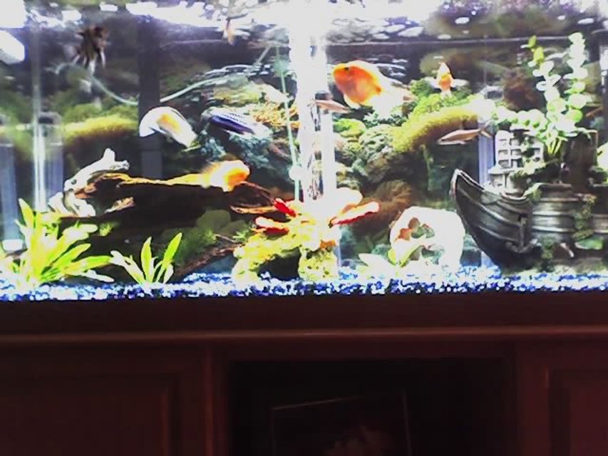 Rated #3630: 75 Gallons Freshwater Fish Tank - My 75 Gal Ciclid tank
