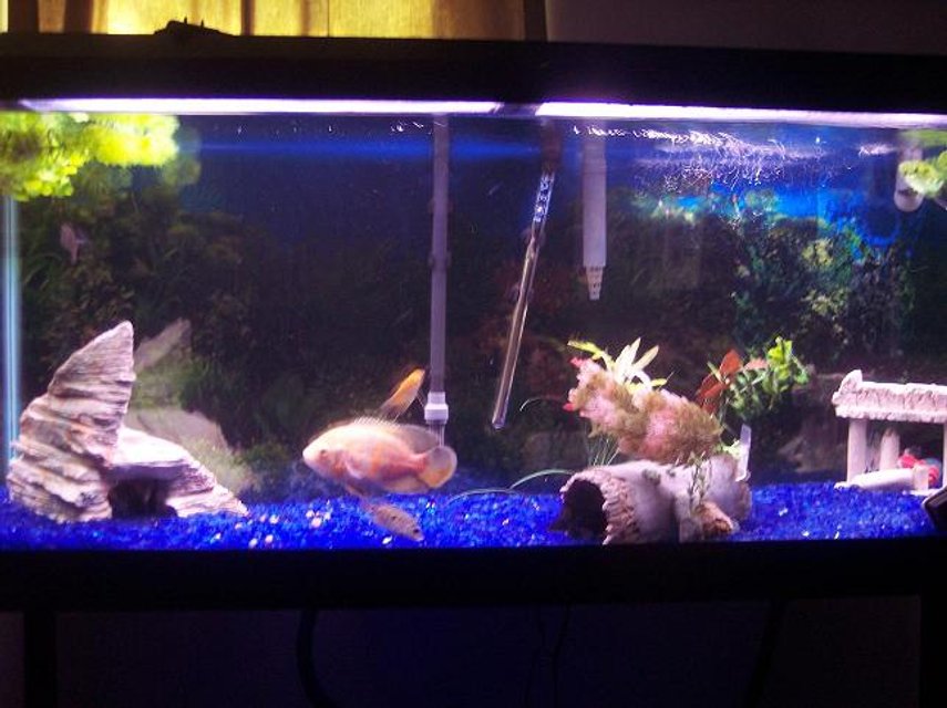 Rated #3664: 55 Gallons Freshwater Fish Tank - my 55 gal