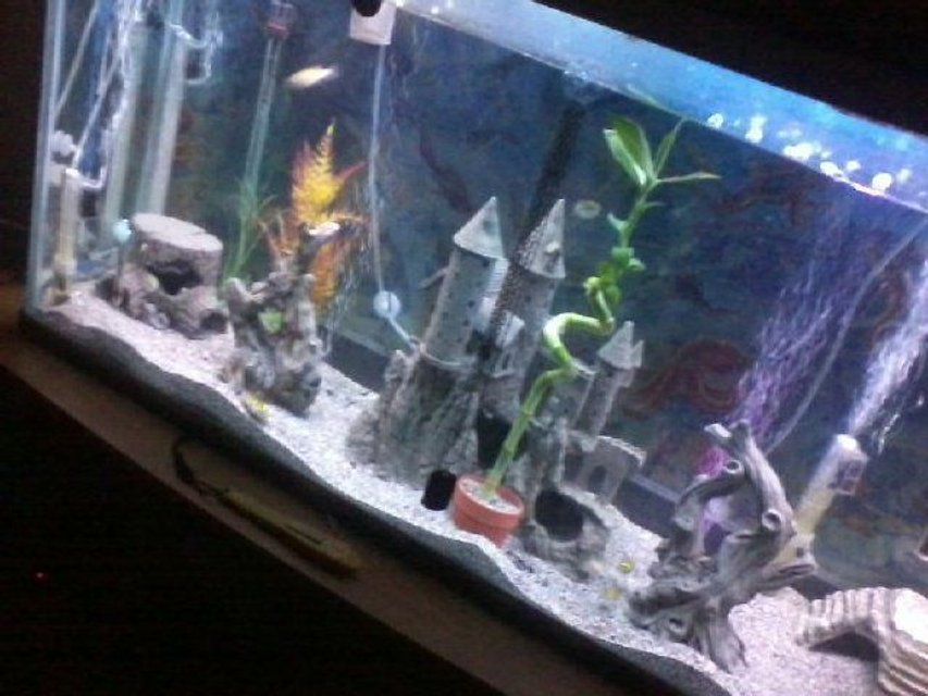 Rated #2911: 55 Gallons Freshwater Fish Tank