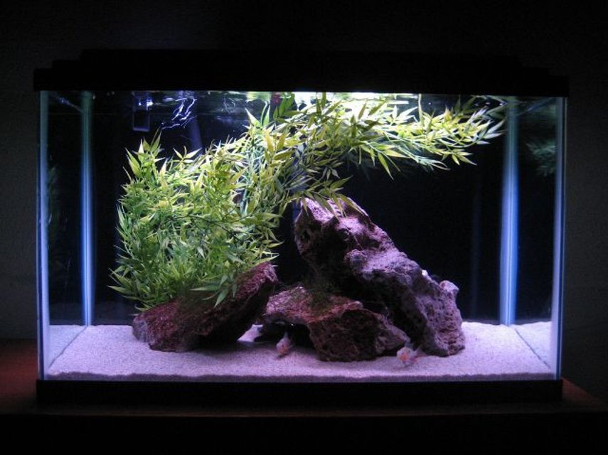 Rated #790: 29 Gallons Freshwater Fish Tank - ...