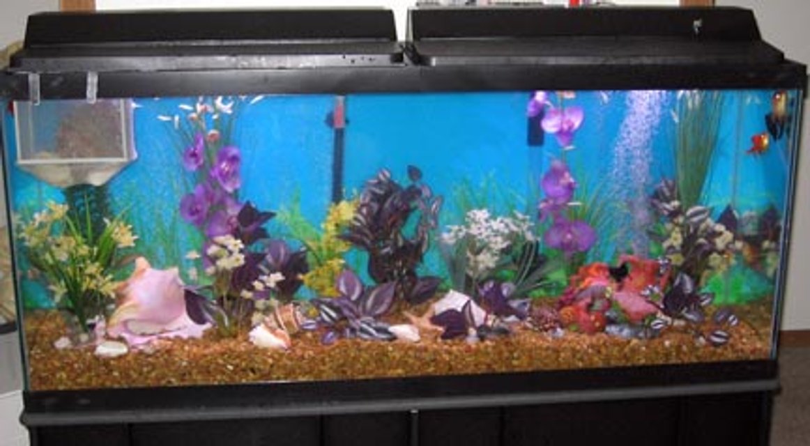Rated #3709: 55 Gallons Freshwater Fish Tank - My 55 gallon long fish tank.  All-Glass brand w/double flourescent light strips, natural gravel, blue-base background and ornamentation that I made by hand.

Note: The picture is marred by a breeding net, but I have goldfish fry at the moment! :)