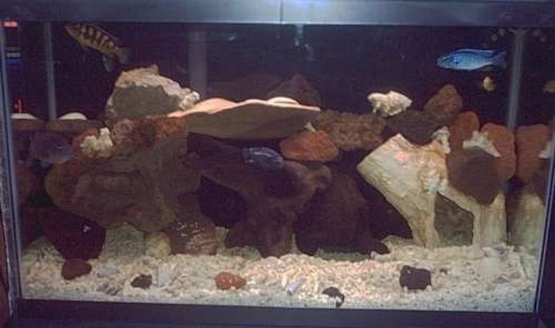 Rated #2416: 50 Gallons Freshwater Fish Tank - malawi grow out tank where I grow out malawis till they can go in the 72 with the D.compressiceps.

filtration: emperor 400 and aquaclear 50

aragonite substrate right out of a reef tank andalot of lava rock.also some driftwood.

right now it has an adult electric blue,almost ready to be moved,a 4" livingstoni,a 5" bumblebee,a 4" electric blue johanni/bumble bee hybrid,a 6" blue dolphin/? hybrid,a 2" electric blue johanni,a 2" electric yellow,and a red claw crab.