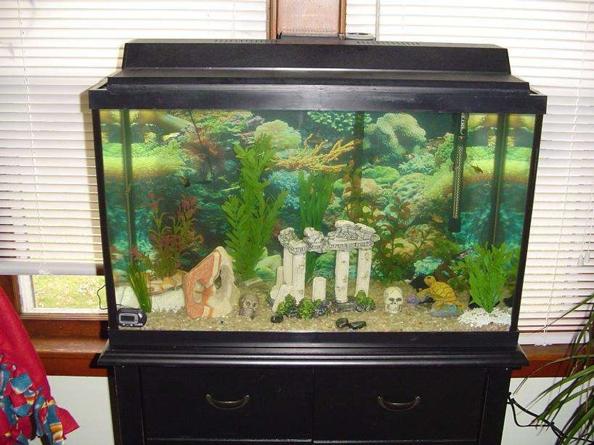 Rated #3953: 29 Gallons Freshwater Fish Tank - my 29 gallon tank
