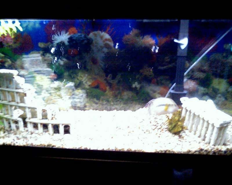 Rated #3931: 55 Gallons Freshwater Fish Tank - thisis my 55 gallon tank