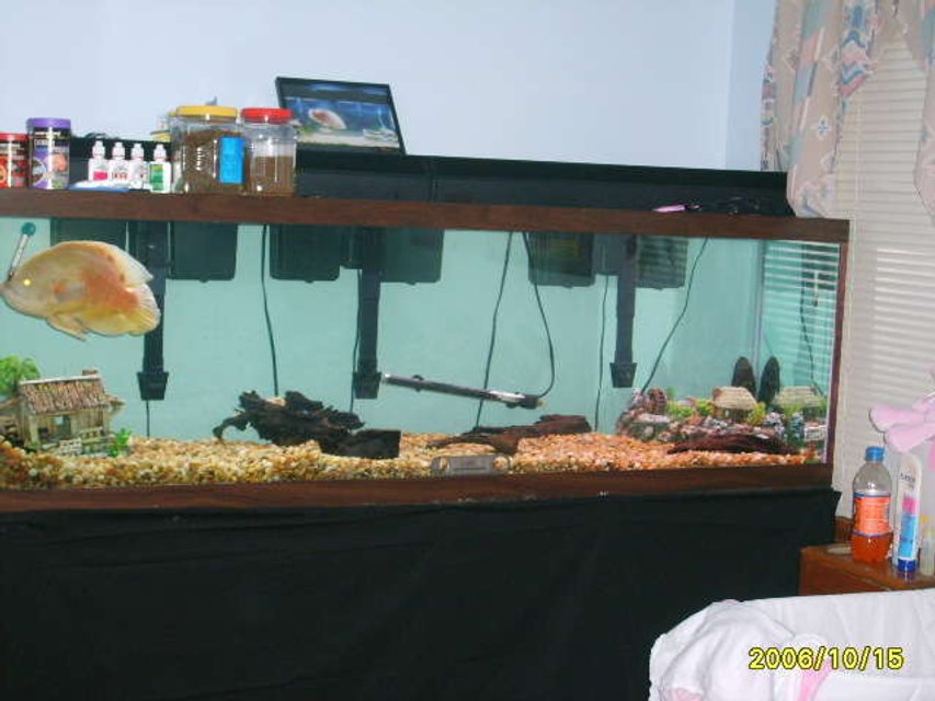 Rated #4159: 125 Gallons Freshwater Fish Tank - just a 125 gallon with 3 emperor 400's for filtration and 140 puonds of gravel with no plants  just the oscar and a pleco