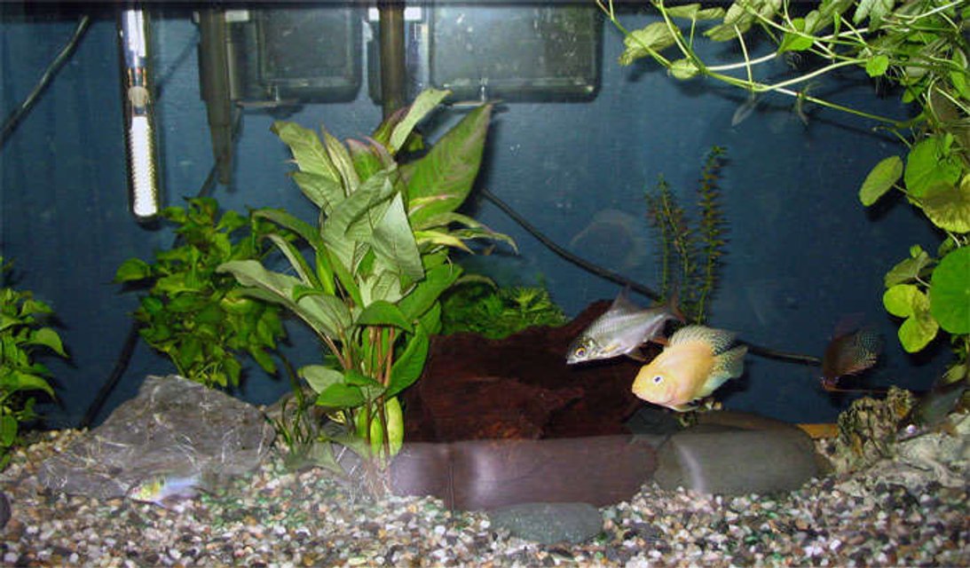 Rated #4019: 25 Gallons Freshwater Fish Tank - Pictures of my 25g