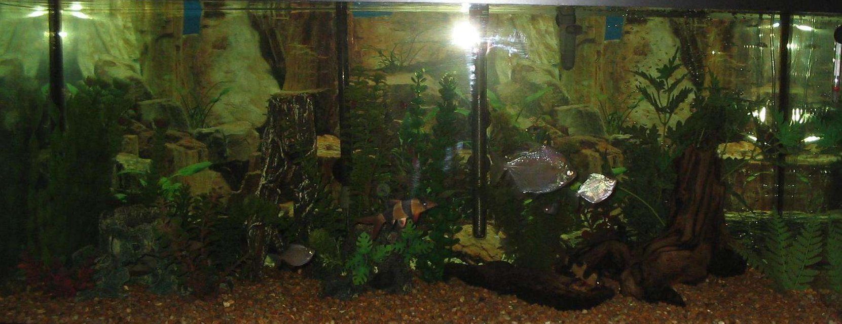 Rated #3772: 75 Gallons Freshwater Fish Tank - My Pride and Joy 75 Gallon, Cant get a good pictuer without reflection.