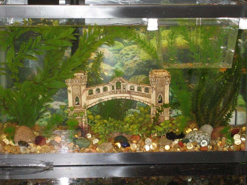 Rated #3775: 10 Gallons Freshwater Fish Tank - my 10 gallon tank =]