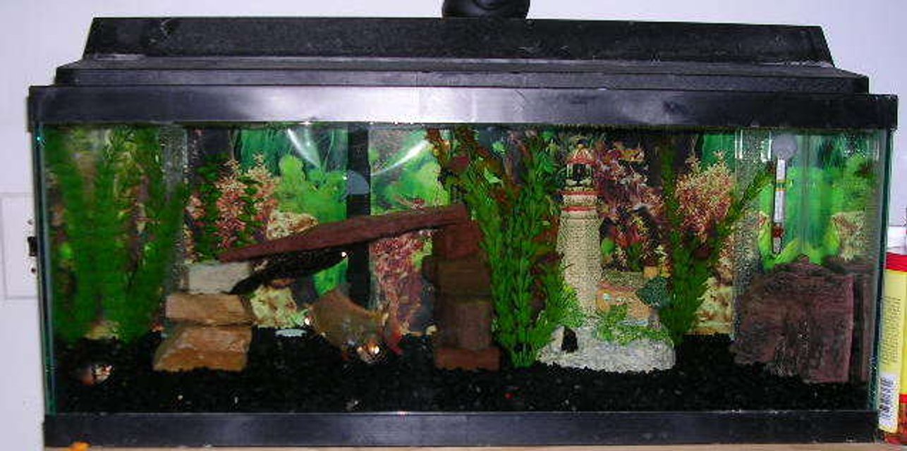 Rated #3617: 20 Gallons Freshwater Fish Tank - tropical fish