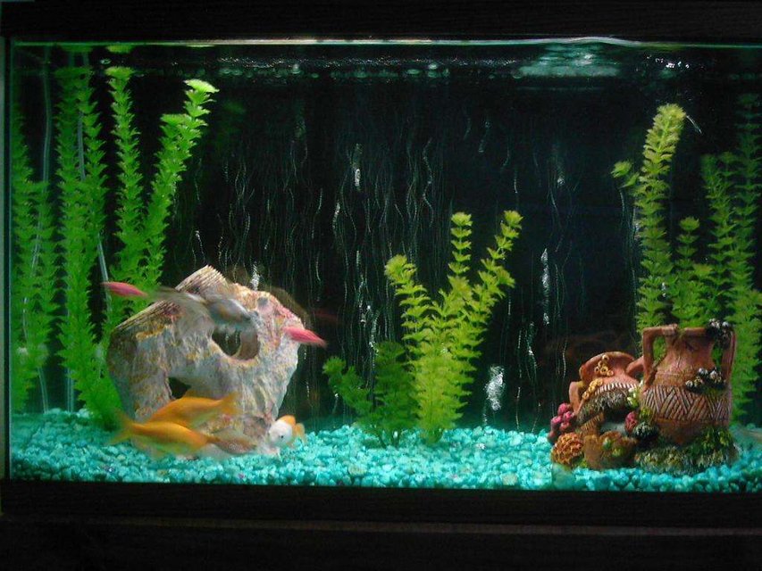Rated #3889: 29 Gallons Freshwater Fish Tank - Was a "Goldfish" tank untill roommates put other fish in there!
