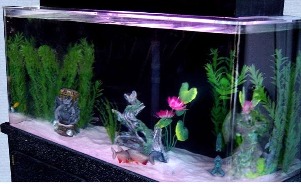 Rated #3816: 55 Gallons Freshwater Fish Tank - MY 55 GALLON TANK