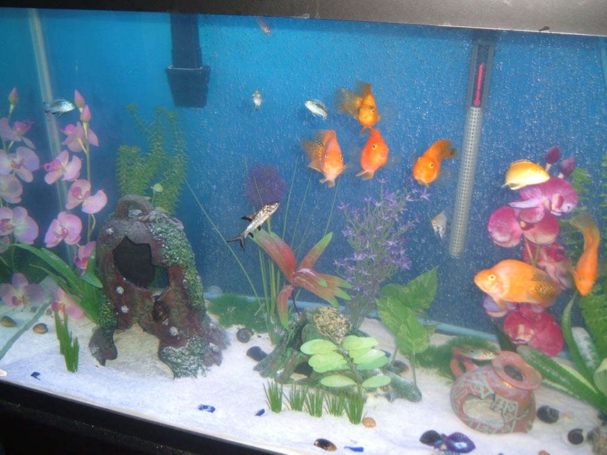 Rated #3793: 90 Gallons Freshwater Fish Tank - Another shot.