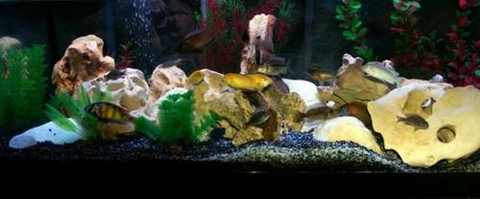 Rated #1769: 40 Gallons Freshwater Fish Tank - Better Picture Of My 40Gallon Wide African Cichlid Tank