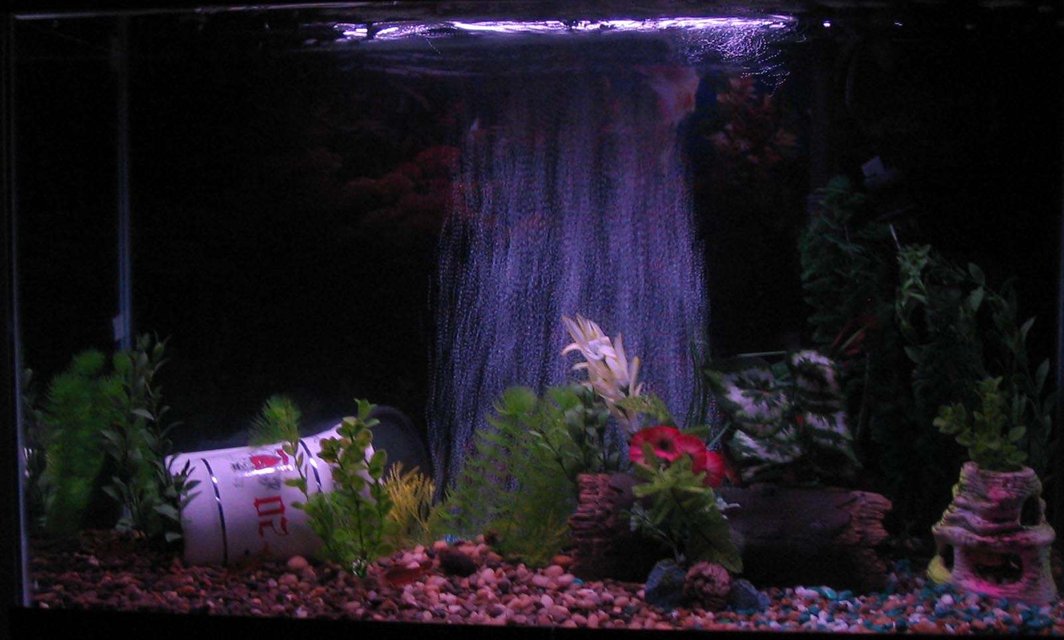 Rated #3817: 29 Gallons Freshwater Fish Tank - Yay! Finally got some fish.