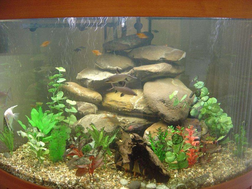 Rated #2661: 90 Gallons Freshwater Fish Tank - Corner tank.