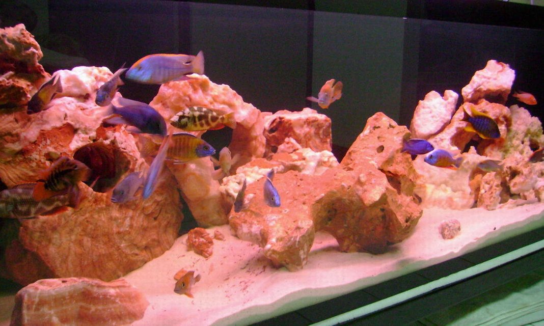 Rated #1558: 100 Gallons Freshwater Fish Tank - Hap and Peacock only with Rocks from Vietnam.