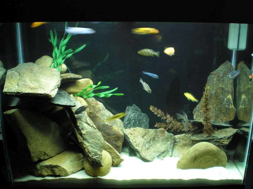 Rated #1616: 37 Gallons Freshwater Fish Tank - 37 Gal. Eclipse w/ cichlids and rocks!
