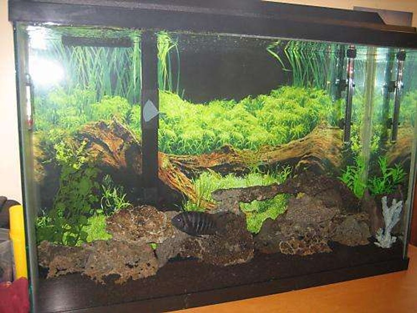Rated #2454: 45 Gallons Freshwater Fish Tank - Tony's tank