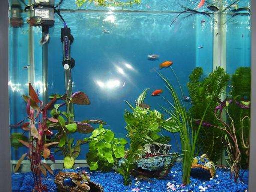 Rated #3952: 26 Gallons Freshwater Fish Tank - :)