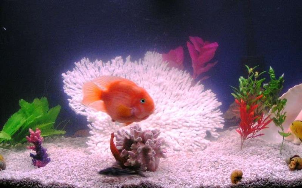 Rated #3302: 55 Gallons Freshwater Fish Tank - My Tank January 2007