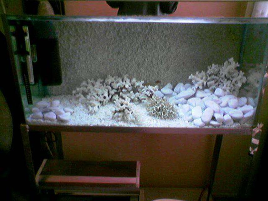 Rated #3833: 72 Gallons Freshwater Fish Tank - i love my aquariums