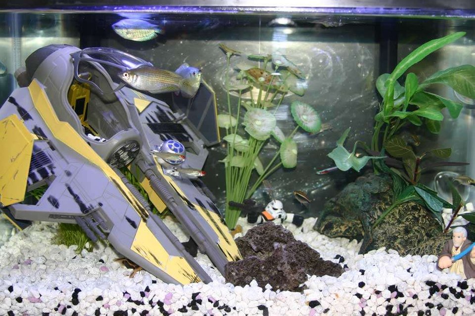 Rated #4099: 10 Gallons Freshwater Fish Tank - don't have this tank anymore, upgraded to a 29 gal and a 55 gal. Then traded up the 55 gal for a 75 gal.