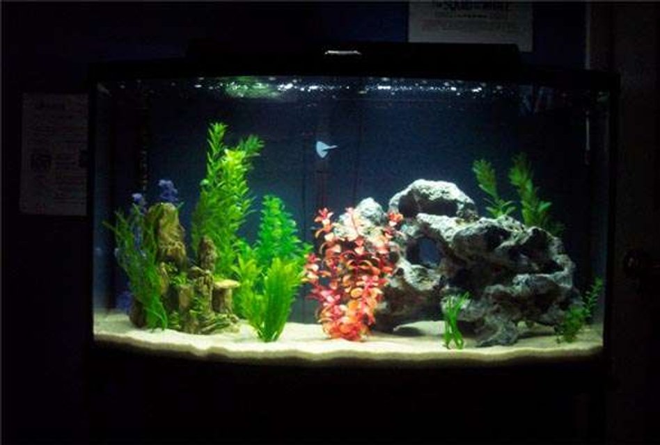 Rated #2321: 46 Gallons Freshwater Fish Tank - Penguin 200 filter, Rena cal top light excel 200w

No fish currently