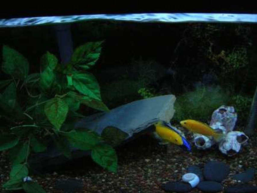 Rated #2928: 20 Gallons Freshwater Fish Tank - african cichlid tank
