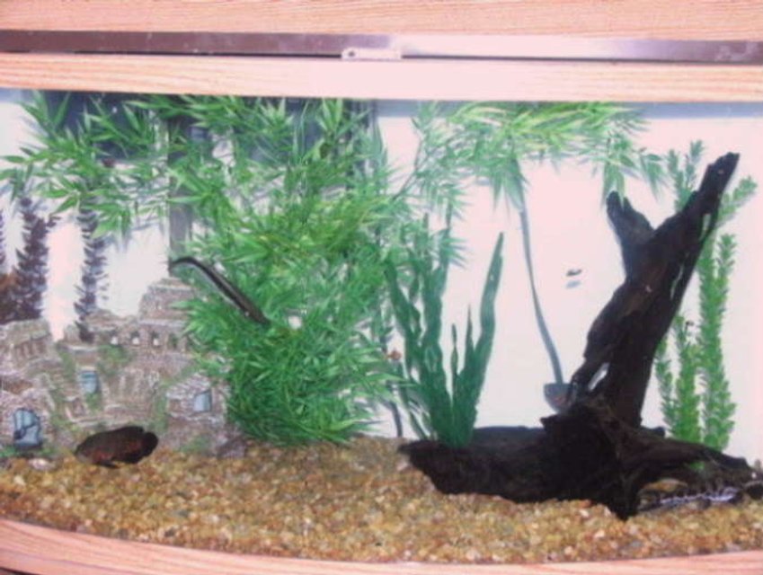 Rated #4025: 50 Gallons Freshwater Fish Tank - 50 gallon bow front tank.  It's feeding time for the fish.