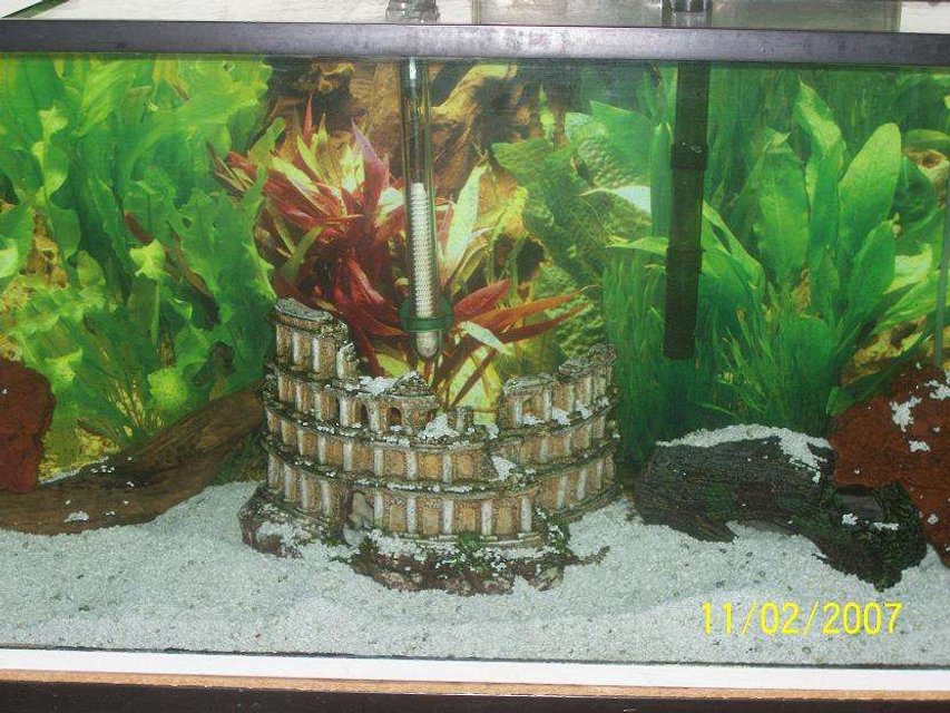 Rated #3899: 90 Gallons Freshwater Fish Tank - 90- gallon tank. Home to my 2 convicts, 1 green terror, 1 long lace pleco,  and 1 pearl gourami.