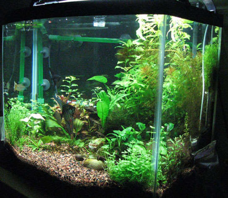 Rated #2130: 29 Gallons Freshwater Fish Tank - 29 gallon planted tank.
