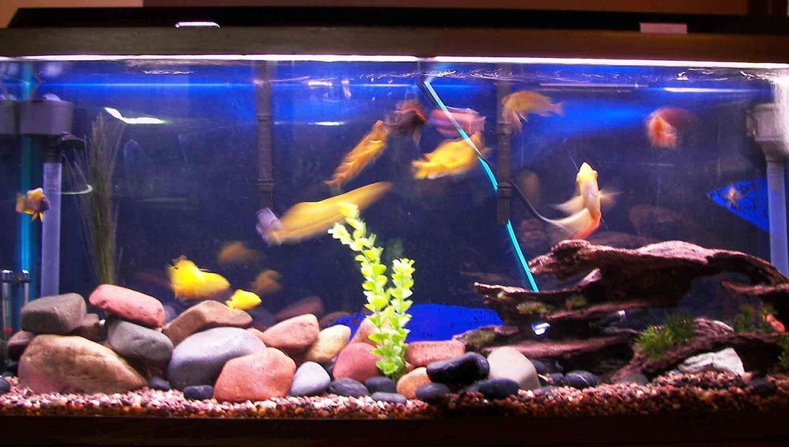 Rated #159: 55 Gallons Freshwater Fish Tank - African Cichlids, 55 gal, lake rock and if you look close enough there are babies