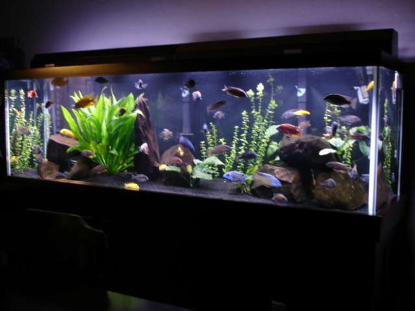 Rated #332: 125 Gallons Freshwater Fish Tank - 125 gallon malawi mixed tank