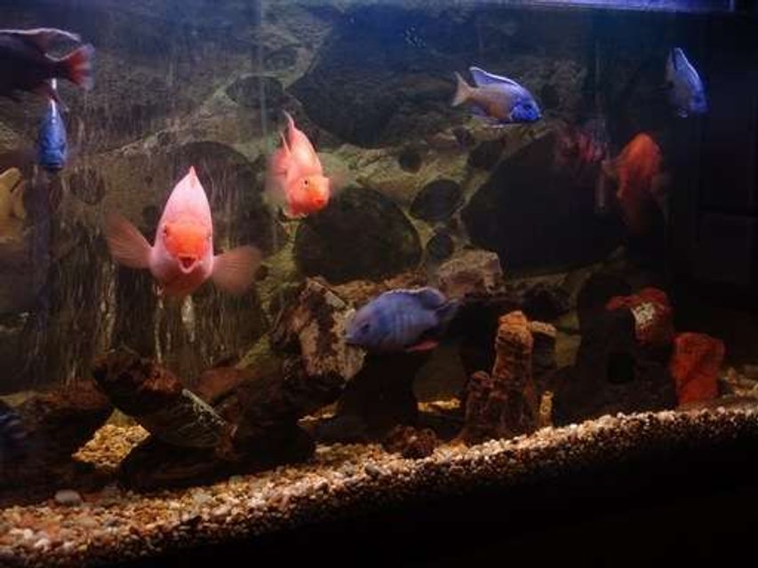 Rated #2068: 120 Gallons Freshwater Fish Tank - Tank Placid