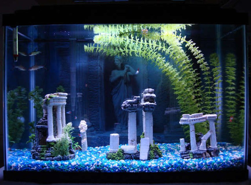 Rated #3559: 20 Gallons Freshwater Fish Tank - It's my fish tank... what else can I say?