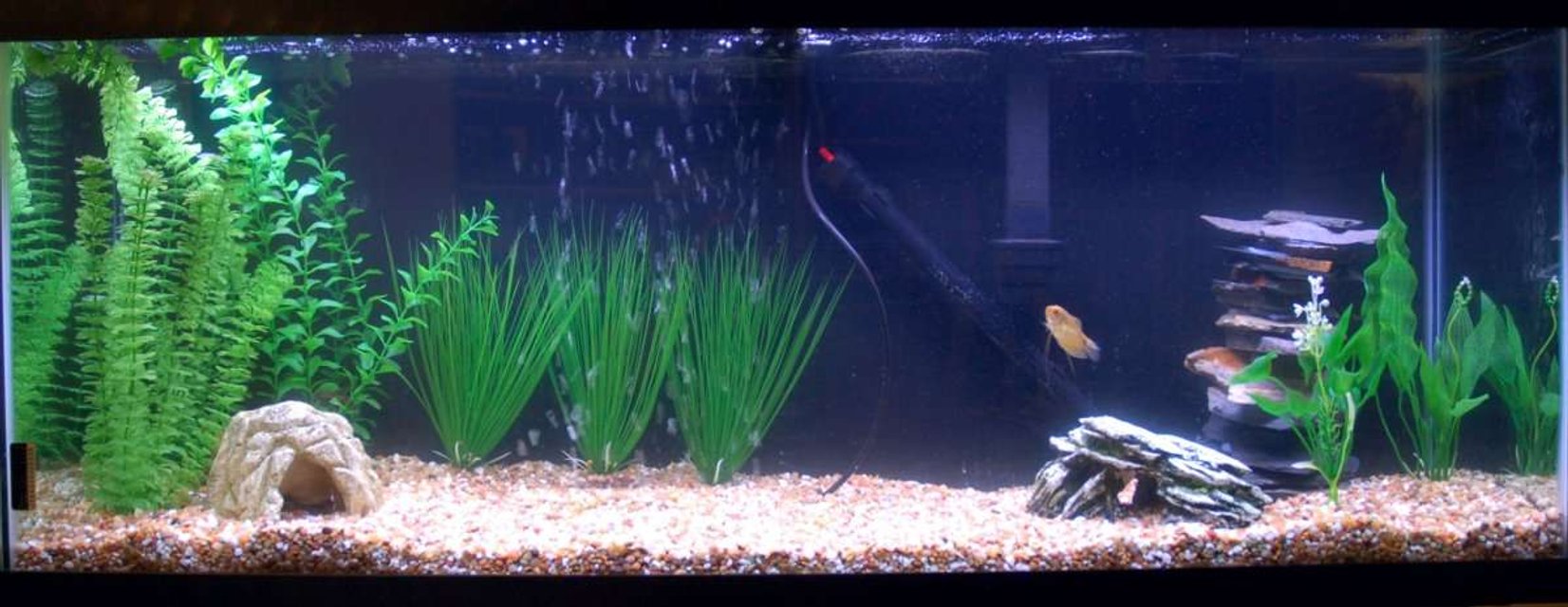 Rated #3177: 55 Gallons Freshwater Fish Tank - Here is my tank