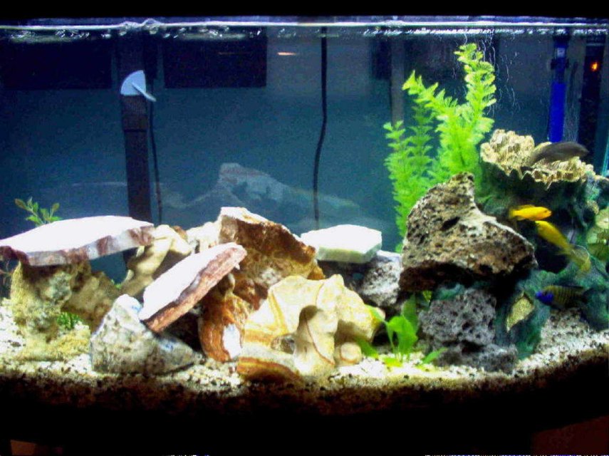 Rated #2956: 46 Gallons Freshwater Fish Tank - Here's an updated picture of my 46 gallon Lake Malawi mixed mbuna tank. Enjoy!