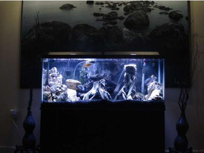 Rated #1992: 55 Gallons Freshwater Fish Tank - My first Tank. Cut me some slack they train me to kill not tank :P USMC!
