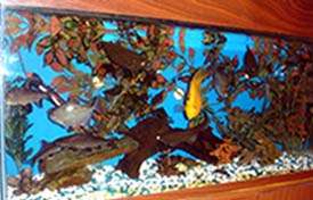 Rated #4043: Freshwater Fish Tank - 36x15x12 fish tank with nonliving plants and 17 fish